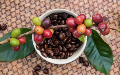 Xuất khẩu cà phê trong tháng 2 của Việt Nam tăng hơn 40% so với cùng kỳ