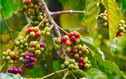 Thị trường nông sản 28/3: Cà phê thế giới tiếp đà tăng mạnh