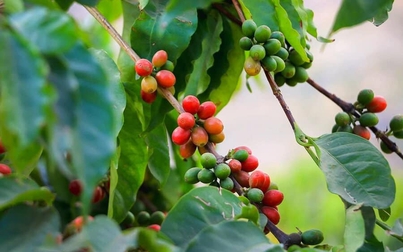 Thị trường nông sản 8/3: Giá cà phê, cao su đồng loạt giảm