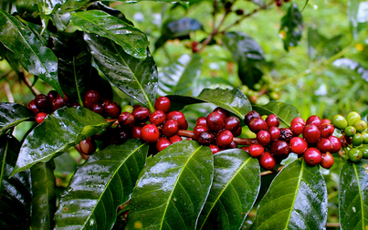 Xuất khẩu cà phê của Việt Nam được dự báo gặp nhiều khó khăn trong năm 2023