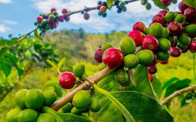Thị trường nông sản 12/4: Cà phê, hồ tiêu ít biến động