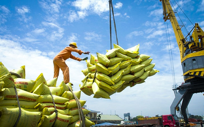 Dự báo giá gạo xuất khẩu vẫn duy trì ở mức cao