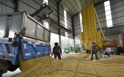 An ninh lương thực khiến Trung Quốc siảm sử dụng đậu nành trong thức ăn chăn nuôi