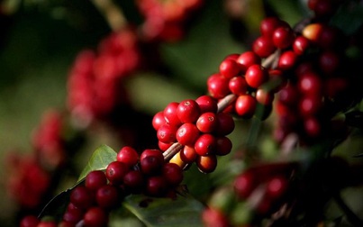 Thị trường cà phê lo thiếu hụt nguồn cung trong ngắn hạn