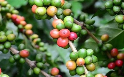 Thị trường nông sản cuối tuần: Cà phê trong nước giao dịch ở mức giá cao, giá tiêu ổn định