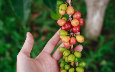 Thị trường nông sản 18/4: Cà phê giữ mức trên 50.000 đồng/kg, cao su biến động trái chiều