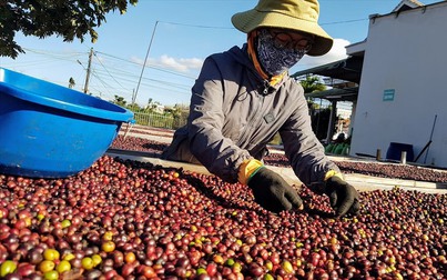 Nhập khẩu cà phê Việt Nam vào Mỹ tăng mạnh