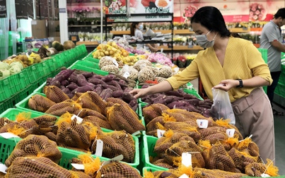 70 vùng trồng, 13 cơ sở đóng gói khoai lang đủ điều kiện xuất khẩu sang Trung Quốc