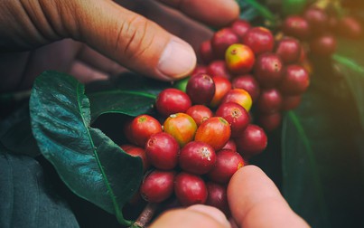 Dự báo giá cà phê thế giới tăng do lo ngại nguồn cung thiếu hụt