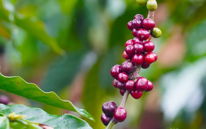 Thị trường nông sản 11/5: Cà phê trong nước tăng 600 đồng/kg, cao su tăng giảm trái chiều