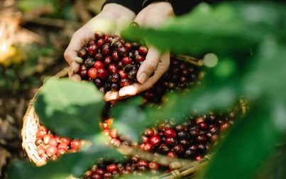 Thị trường nông sản 13/5: Giá cà phê trong nước lao dốc mạnh