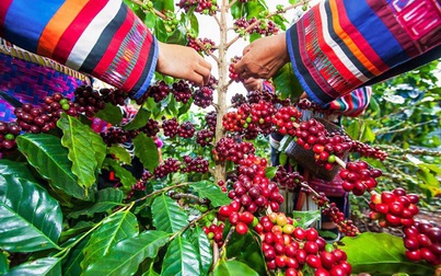 Thị trường nông sản 15/5: Giá cà phê trong nước tăng mạnh 1.500 đồng/kg