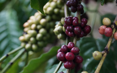 Thị trường nông sản ngày 26/5: Giá cà phê tăng nhẹ, hồ tiêu trong nước giảm 500 đồng/kg