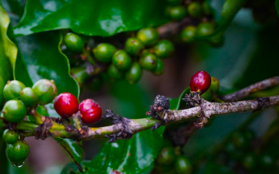 Thị trường nông sản 31/5: Giá cà phê trong nước cao nhất 61.100 đồng/kg, hồ tiêu, cao su tăng