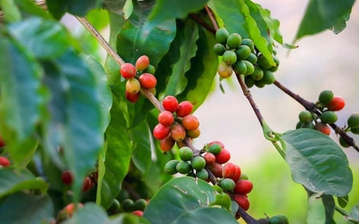 Sản lượng cà phê Việt Nam dự báo giảm