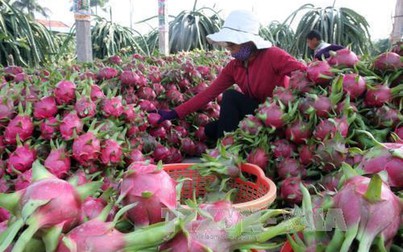 Nhiều dư địa cho nông sản, thực phẩm Việt tại thị trường Trung Quốc
