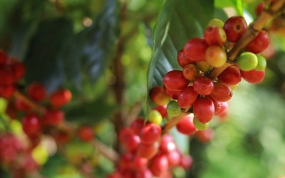Thị trường nông sản 27/6: Giá cà phê trong nước và thế giới bật tăng