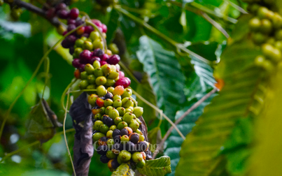 Thị trường nông sản cuối tuần: Giá cà phê, cao su tăng mạnh, hồ tiêu giảm