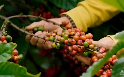 Ngành cà phê Việt Nam 'gồng mình' vượt khó, tuân thủ luật chống phá rừng mới của EU
