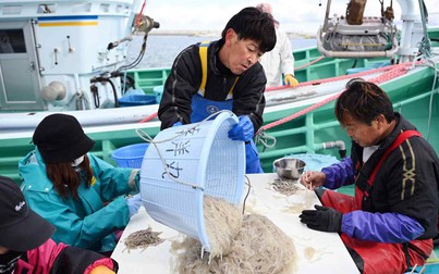 EU sắp dỡ bỏ lệnh cấm nhập khẩu hải sản từ Nhật Bản