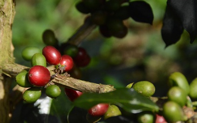 Thị trường cà phê lo ngại thiếu hụt nguồn cung trong ngắn và trung hạn
