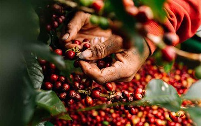 Thị trường nông sản 18/7: Giá cà phê, tiêu đi ngang, cao su giảm đỏ sản