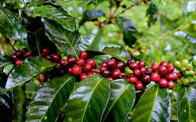 Xuất khẩu cà phê trong nửa đầu tháng 7 chỉ đạt 31.607 tấn