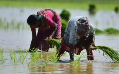 Lệnh cấm xuất khẩu gạo của Ấn Độ tác động ra sao?
