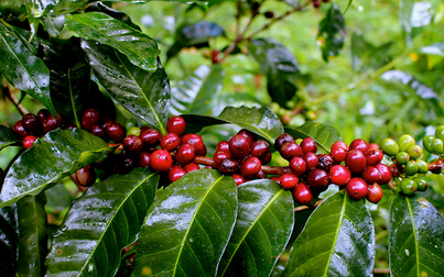 Thị trường nông sản 25/7: Giá cà phê, cao su tăng, hồ tiêu giảm