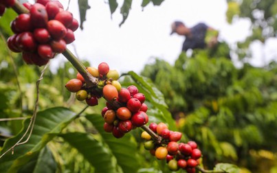 Thị trường nông sản 26/7: Giá cà phê, cao su tăng, hồ tiêu đi ngang