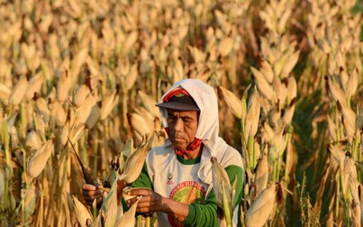 Hạn hán nghiêm trọng thúc đẩy nông dân trồng lúa ở Indonesia chuyển sang trồng ngô