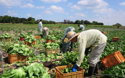 Các trang trại Nhật Bản muốn thu hút lao động nông nghiệp lành nghề
