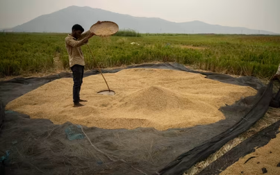 Lệnh cấm xuất khẩu gạo của Ấn Độ sẽ làm tổn hại đến tuyên bố dẫn đầu Nam bán cầu?