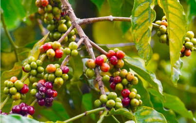 Thị trường nông sản 5/7: Giá cà phê robusta tăng mạnh