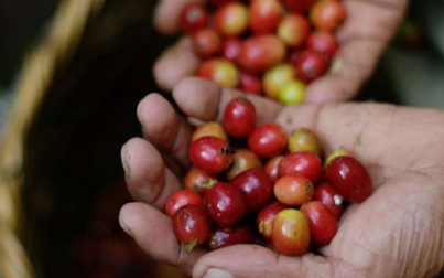 Việt Nam xuất khẩu cà phê cao kỷ lục trong tháng 7/2023