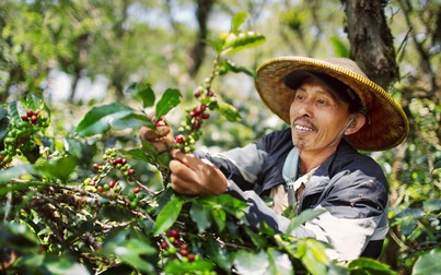 Từ mưa nhiều đến khô hạn, cà phê Indonesia đối mặt với El Nino cực đoan
