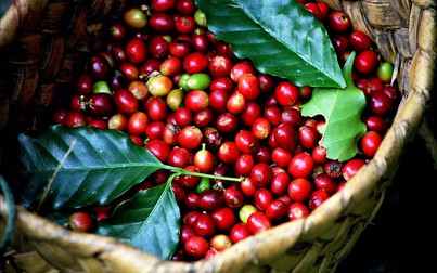 Thị trường nông sản 16/8: Cà phê và hồ tiêu giảm mạnh