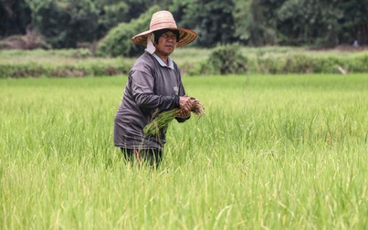 Thị trường gạo Thái Lan hỗn loạn vì Ấn Độ cấm xuất khẩu