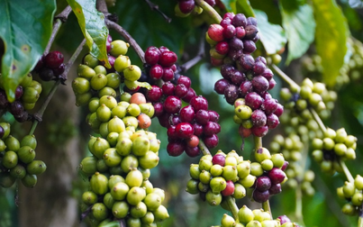 7 tháng đầu năm 2023, xuất khẩu cà phê Việt Nam đạt 80.000 tấn