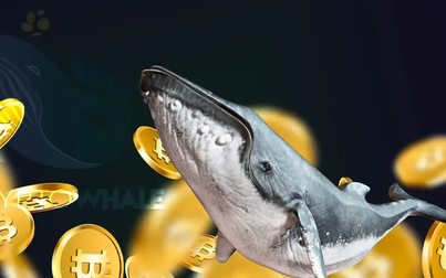 Top 3 loại tiền điện tử cá voi đang tích lũy nhiều nhất