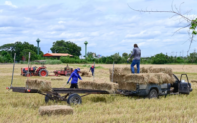 Nông dân Việt Nam, Thái Lan vừa mừng vừa lo khi giá lúa gạo toàn cầu tăng