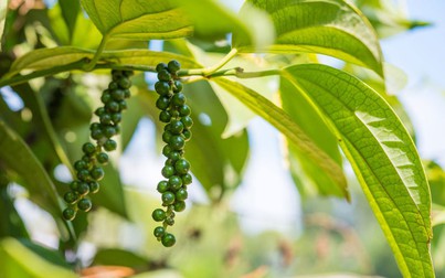 Giá tiêu hôm nay 26/9: Giảm 500 đồng/kg