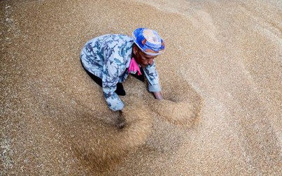 Ai Cập thỏa thuận mua riêng gần nửa triệu tấn lúa mì Nga