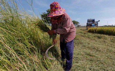 Xuất khẩu gạo Việt Nam và Thái Lan tăng vọt sau lệnh cấm của Ấn Độ