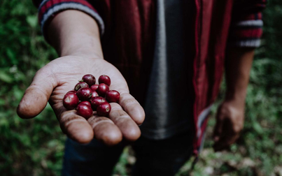 Panama tích cực hỗ trợ nông dân trồng cà phê