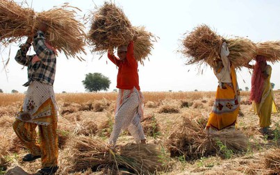 Thách thức lớn với ngành sản xuất lúa mì Ấn Độ