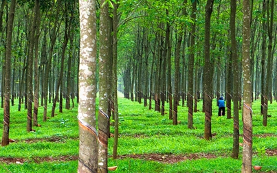 Giá cao su hôm nay 23/2: Tăng trên sàn châu Á