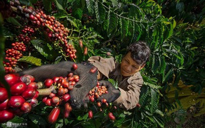 Dự báo giá cà phê ở Việt Nam sẽ tiếp tục tăng cao