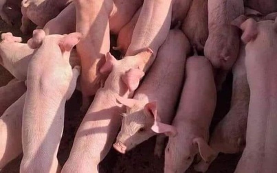 Giá heo hơi hôm nay 5/4: Miền Bắc cao nhất