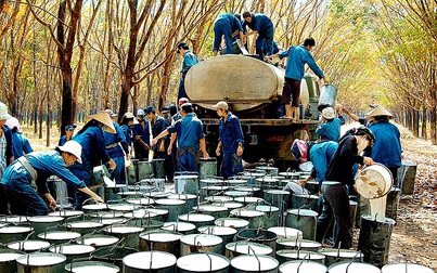 Giá cao su hôm nay 4/5: Không có nhiều biến động